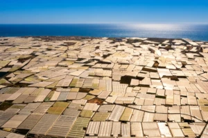 Impulsa tu marca agroalimentaria con una identidad visual que destaca en los mercados.
