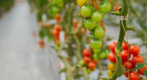 Agroindustria. Racimo de tomates cherry verdes y maduros en un cultivo hidropónico dentro de un invernadero moderno en Almería.