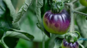 Agricultura y empresas del sector agro de Almería que necesite posicionamiento.